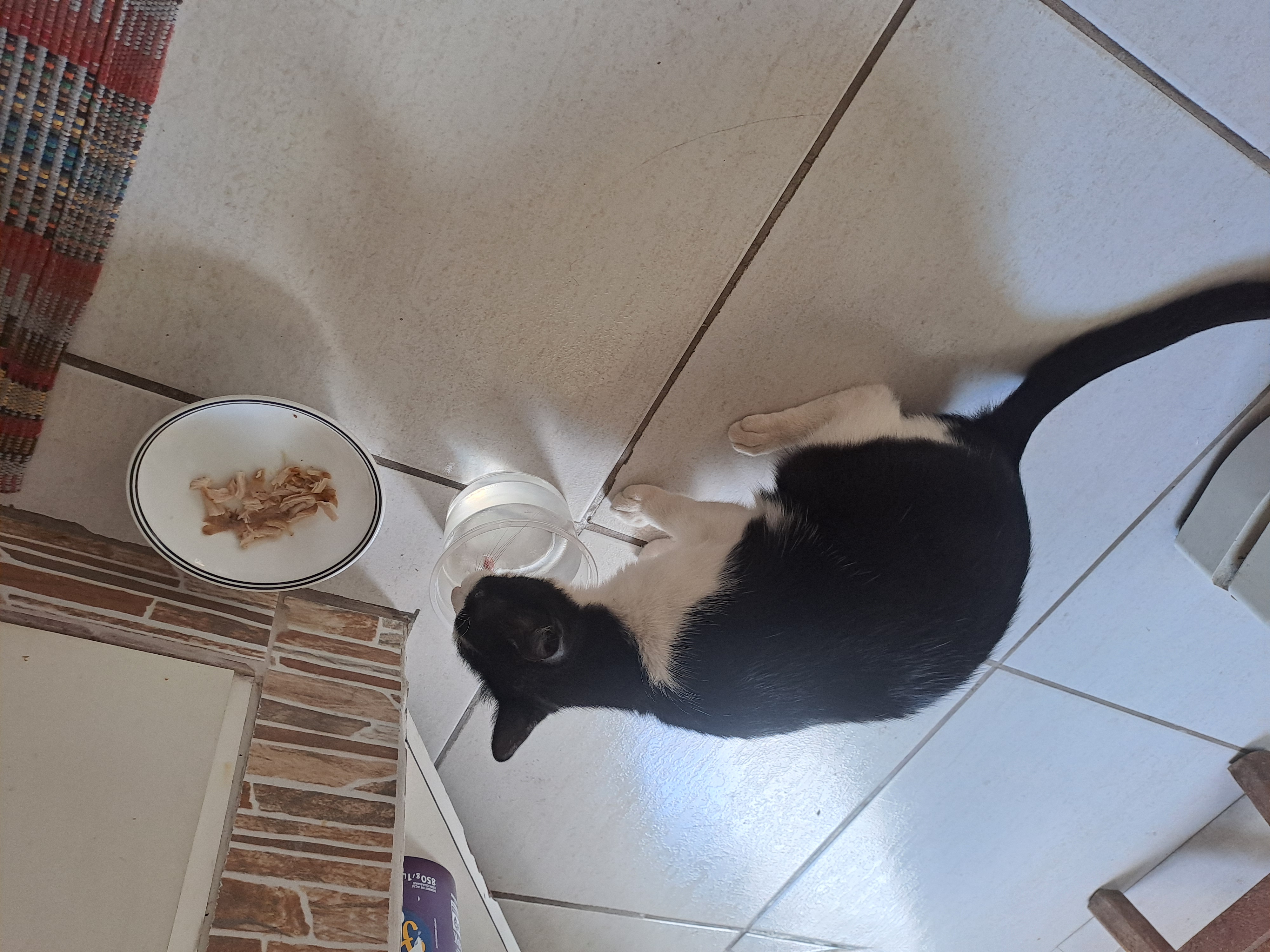 A gata Coisa Linda comendo em minha coizinha