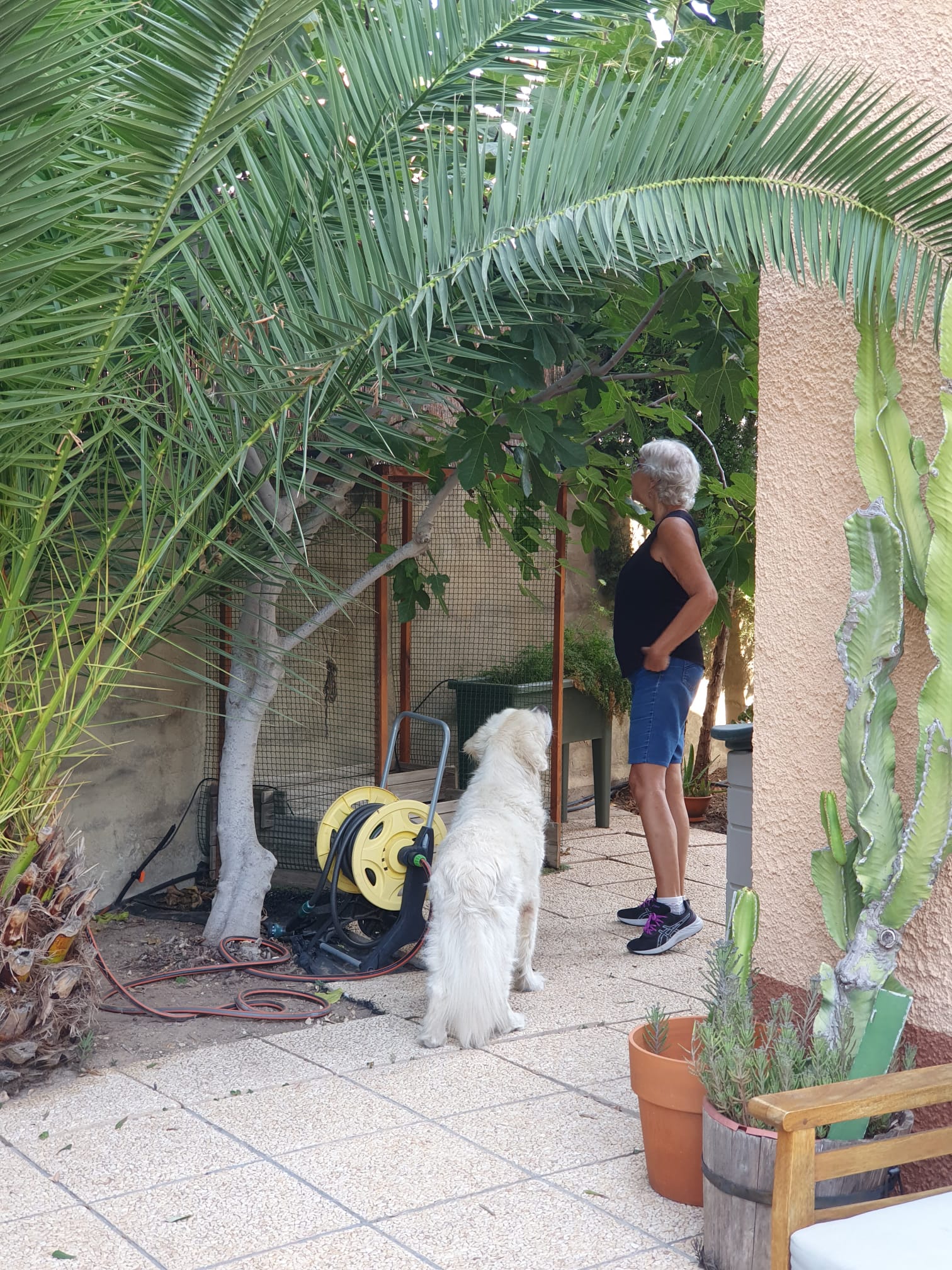 escolhendo os figos que íamos comer